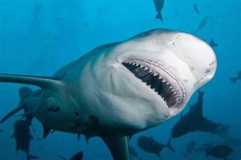 地球上10大最厉害的鲨鱼，虎鲨和大白鲨领衔，你都认识吗？|鲨鱼|虎鲨|大白鲨_新浪新闻