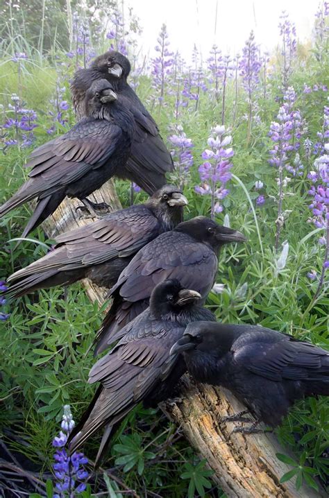 Murder Of Ravens