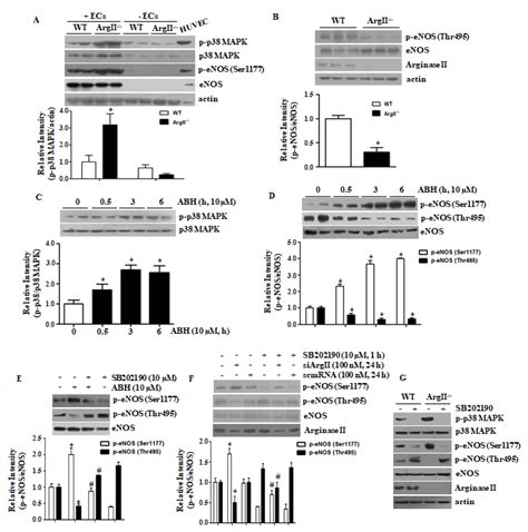 p32-Dependent p38 MAPK Activation by Arginase II Downregulation ...