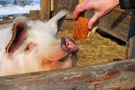 Big Dirty Pig Eating Bread Stock Photos - Free & Royalty-Free Stock ...