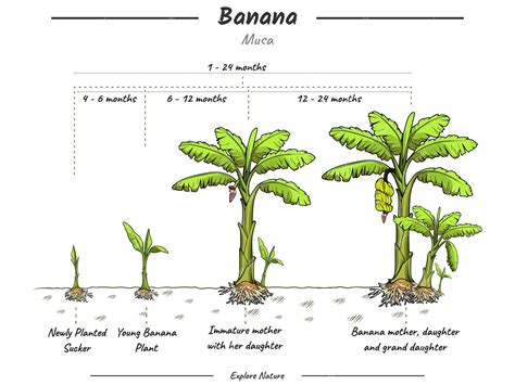 Etapas de cultivo del banano hora de cultivar un banano y su explicación | Vector Premium
