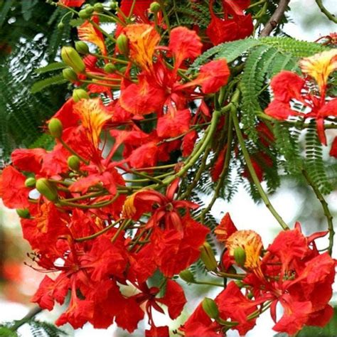 Gulmohar Tree Sapling free shipping - Padmam Nursery