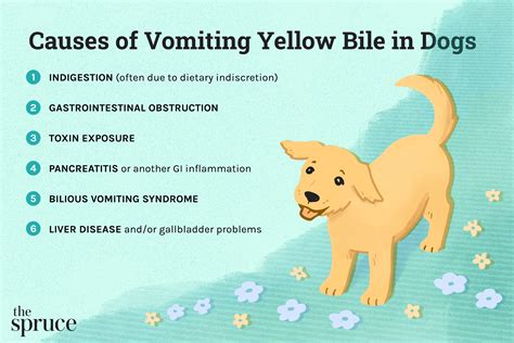 What to Do if Your Dog Is Vomiting Yellow Bile