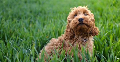 Image result for Cockapoo Dog Tung