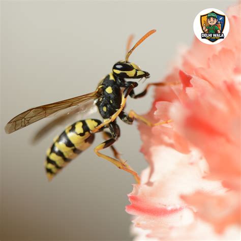 Delhi Wala Pest Control - A Professional Pest Control in Delhi