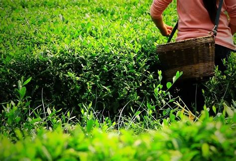 扬州市级非物质文化遗产——扬州茶制作技艺