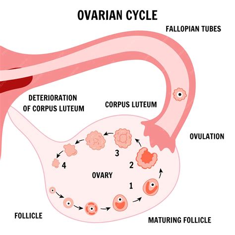 Premium Vector | Stages menstrual cycle ovarian cycle infographic in vector
