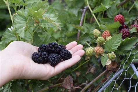How to Grow Blackberries