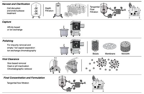 Virus Purification Process 的图像结果
