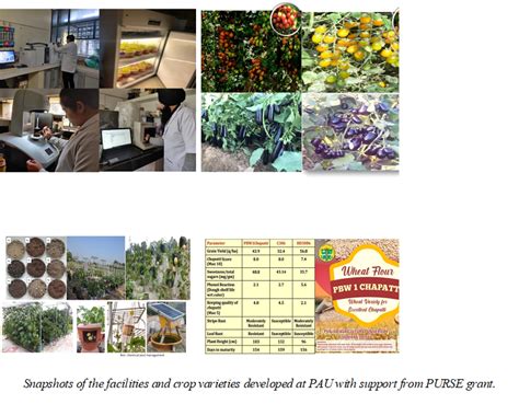 Punjab new nutrient rich crop & vegetable varieties can cater to ...