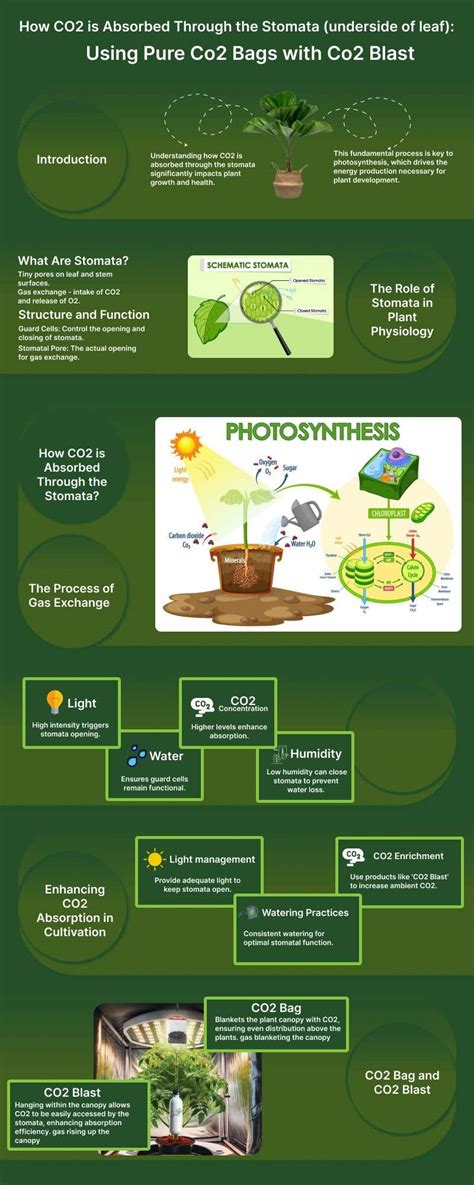 Entry #20 by shabanaafzal170 for Create a explainer poster infographic ...