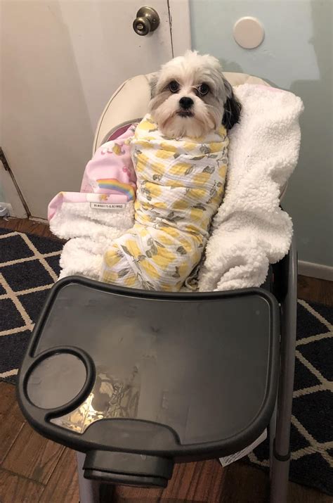 In preparation for tiny human, we practiced our swaddling skills on Mr ...