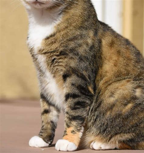 Calico Tabby Cat Mix