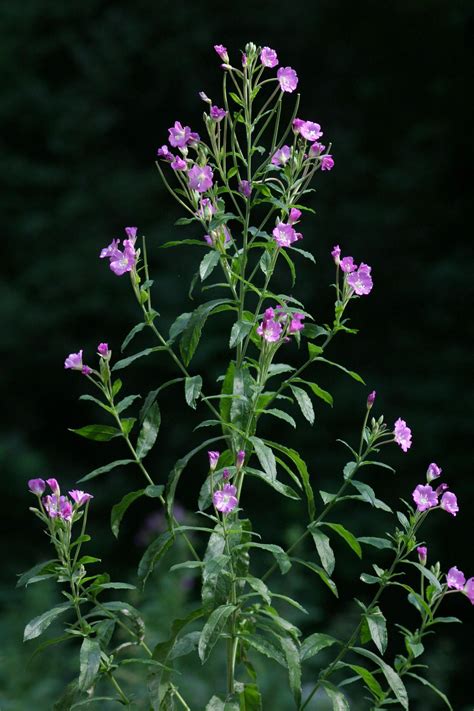 Epilobium hirsutum L.