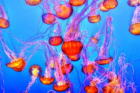 The best jellyfish sting treatment | Popular Science