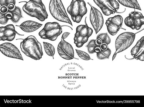 Hand drawn sketch style scotch bonnet pepper Vector Image