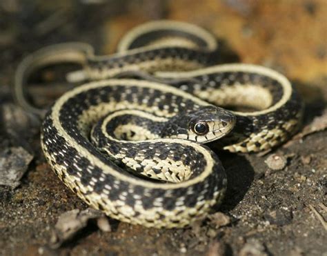 Image result for A Snake Using a Computer