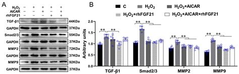 Exercise Training Alleviates Cardiac Fibrosis through Increasing ...