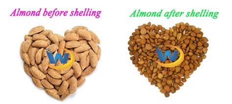 China Exfoliante de almendras nueces Cracker Sheller craqueo de ...