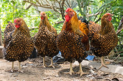 The Ultimate Gold Laced Wyandotte Chicken Guide: Everything You Need to ...