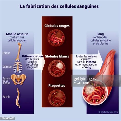 Image result for Explain Red Cell Production