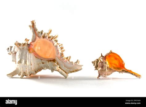 Image result for Empty Shell Body