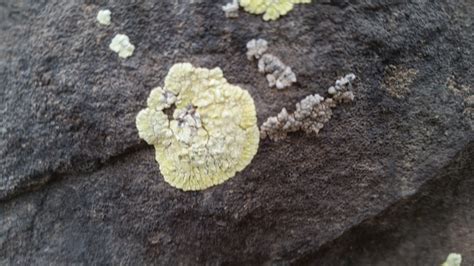 17 questions with answers in LICHEN TAXONOMY | Science topic
