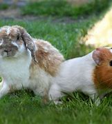Image result for Rabbit and Guinea Pig