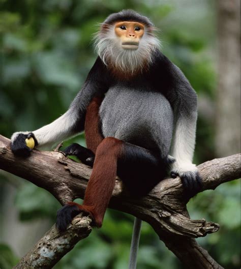 Monkey Mania: Red-shanked douc langur - CGTN