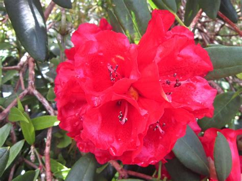Rhododendron elliottii | Pukeiti