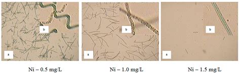 Study of Spirulina platensis (Arthrospira) Development under the Heavy ...