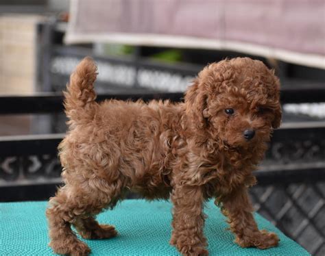 Buy Poodle Puppy Online in India - Breed n Breeder