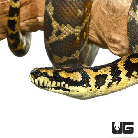 Image result for Granite Carpet Python