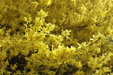 Nebraska's State Flower: Goldenrod