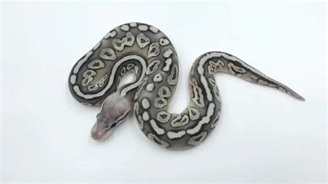 Ball Python Rolling 的图像结果