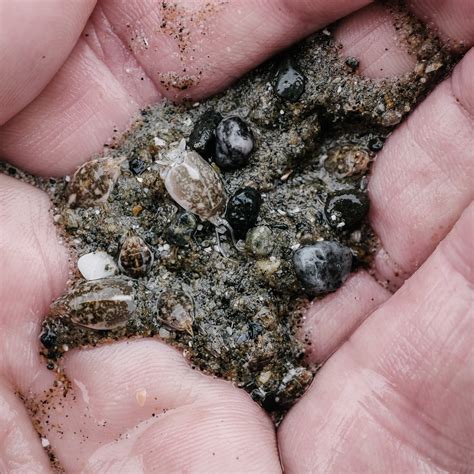 Mole Crab Mania! - Island Nature