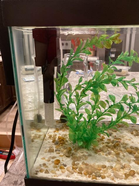 White Cloud Minnows Are Dying : r/AquariumHelp
