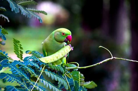 Image result for Simple Parrot Treets