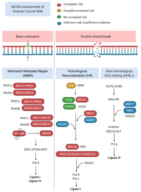 Hereditary Ovarian Carcinoma: Cancer Pathogenesis Looking beyond BRCA1 and BRCA2