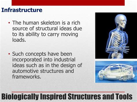 Image result for Biomimetics Examples