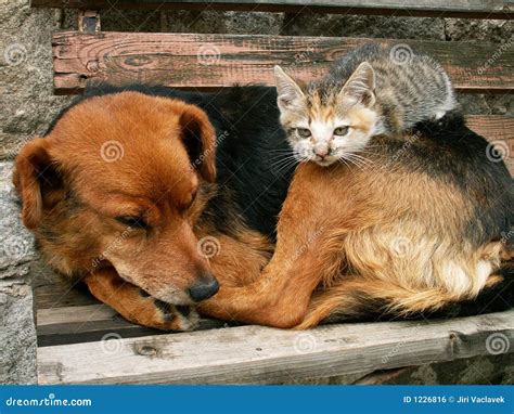 Cat and Dog are Friends Who is the Boss Stock Photo - Image of funny ...