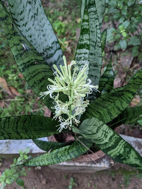 The Beauty of Snake Plant Blooms: A Rare and Fascinating Occurrence ...