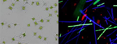 Image result for microalgae