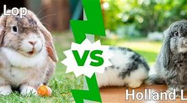 Image result for Holland Lop Characteristics