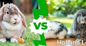 Image result for Solid Orange Holland Lop