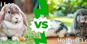 Image result for Holland Lop Newborn Babies