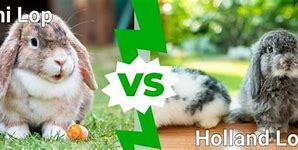 Image result for Mini Lop vs Holland Lop