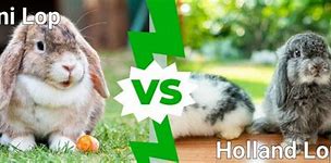 Image result for Grey Holland Lop Animated Picture