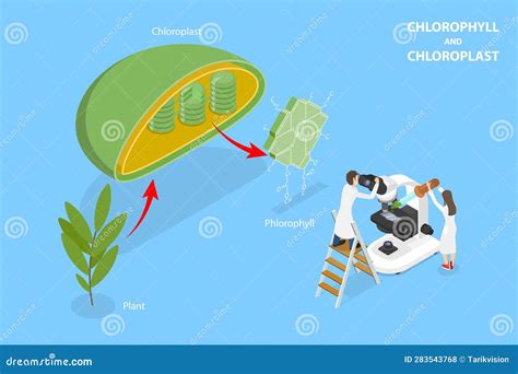Chloroplast Vs Mitochondria Process Educational Scheme Vector ...