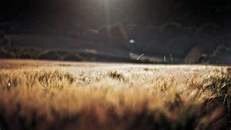 Depth of Field Wallpapers - 4k, HD Backgrounds on WallpaperBat